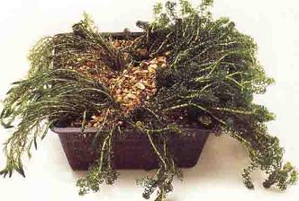 Zuurstofplanten in een plantmand. Deze planten zorgen voor helder water