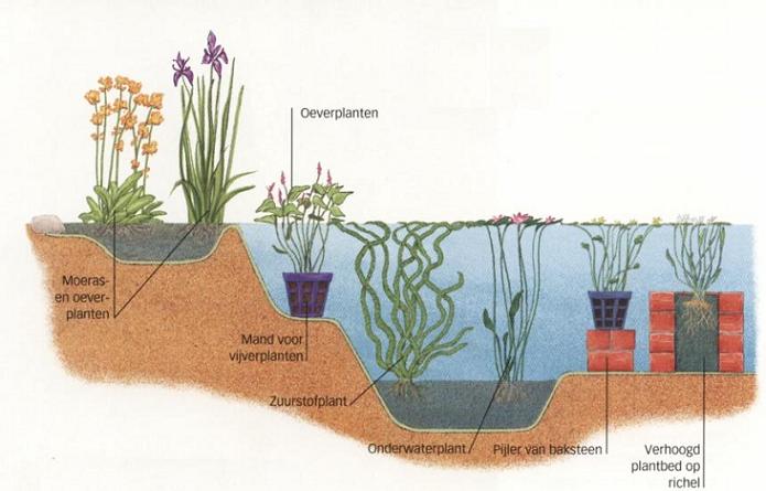 Plantschema vijver. Waterplanten op de juiste plaats zorgen voor helder water.