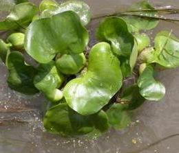 Waterhyacinth (Eichhornia crassipes)