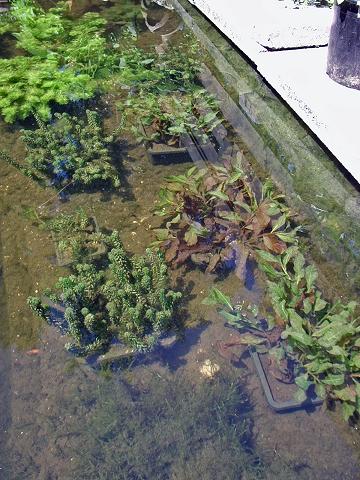 Zuurstofplanten groeien goed en zorgen voor helder water in de vijver dankzij  hoge GH- en KH-waarden.