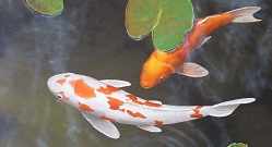 barrière Stijg Blaze Vissen in de vijver: goudvissen, koikarpers, sarasa, goudwinde, zonnebaars