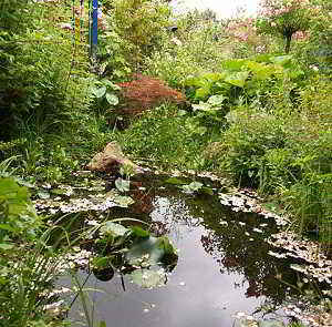 Voorbeeld van een natuurlijke vijver: de overgang van land naar water wordt gevormd door moerasplanten