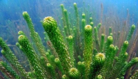 Waterpest: goede zuurstofplant voor de vijver