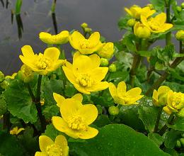 Dotterbloem (Caltha palustris) 