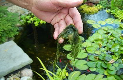 Draadalgen stellen lagere eisen aan hun groei dan zuurstofplanten