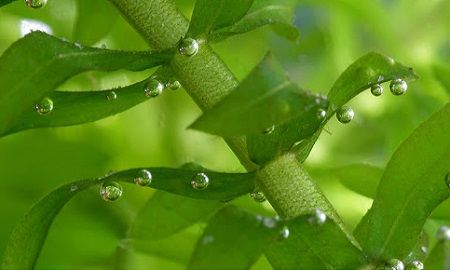 zuurstofplanten vijver fotosynthese