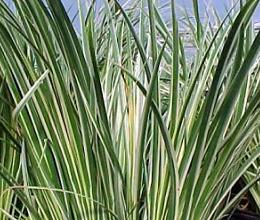 Kalmoes (Acorus calamus)