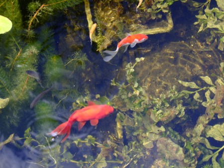 Zuurstofplanten in de vijver 