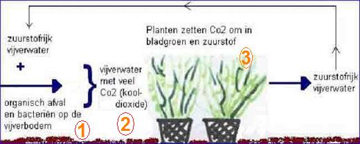 Kringloop van Co2 en zuurstof in de vijver