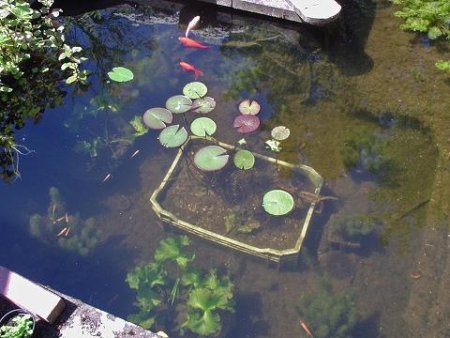 Waterlelie in grote plantmand in de vijver