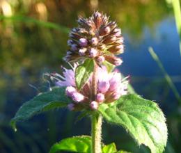 Watermunt (Mentha aquatica)