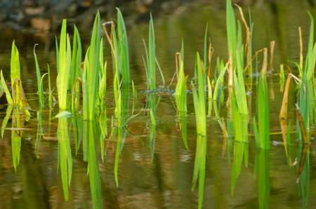 waterplanten voorjaar vijver