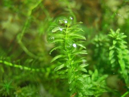 zuurstofplanten ph-waarde vijver