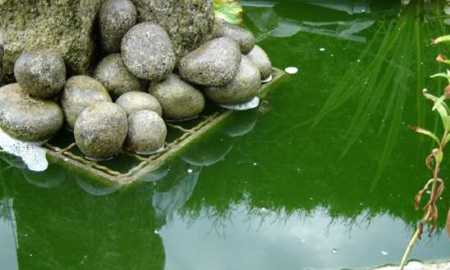 zweefalg groen water in de vijver